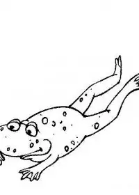 Fisă de colorat cu Animale broscute de colorat p18