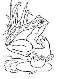 Fisă de colorat cu Animale broscute de colorat p24
