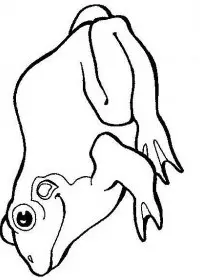 Fisă de colorat cu Animale broscute de colorat p34