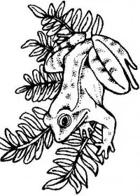 Fisă de colorat cu Animale broscute de colorat p80