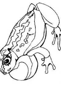 Fisă de colorat cu Animale broscute de colorat p81