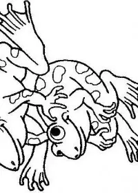 Fisă de colorat cu Animale broscute de colorat p83