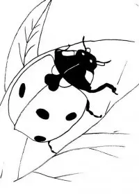 Fisă de colorat cu Animale buburuze de colorat p08