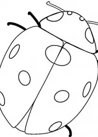 Fisă de colorat cu Animale buburuze de colorat p11