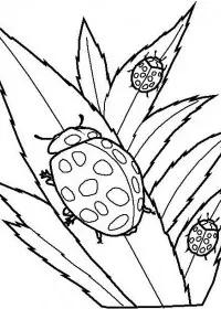 Fisă de colorat cu Animale buburuze de colorat p12