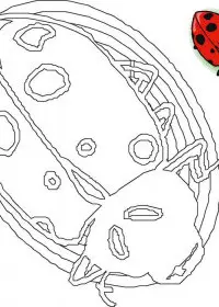 Fisă de colorat cu Animale buburuze de colorat p19