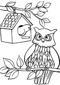 Fisă de colorat cu Animale bufnite de colorat p01