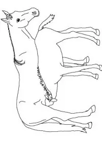 Fisă de colorat cu Animale cai de colorat p03