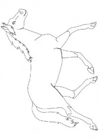 Fisă de colorat cu Animale cai de colorat p18