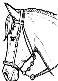 Fisă de colorat cu Animale cai de colorat p19
