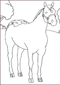 Fisă de colorat cu Animale cai de colorat p25