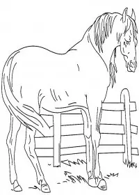 Fisă de colorat cu Animale cai de colorat p29