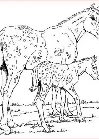 Fisă de colorat cu Animale cai de colorat p38