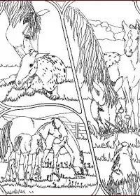 Fisă de colorat cu Animale cai de colorat p85