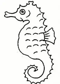 Fisă de colorat cu Animale caluti de mare de colorat p08