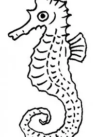Fisă de colorat cu Animale caluti de mare de colorat p12