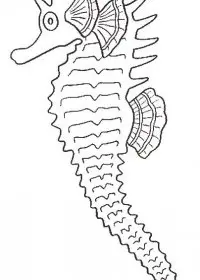 Fisă de colorat cu Animale caluti de mare de colorat p19