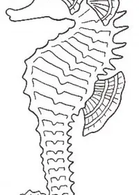 Fisă de colorat cu Animale caluti de mare de colorat p20