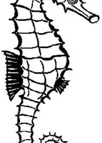 Fisă de colorat cu Animale caluti de mare de colorat p22