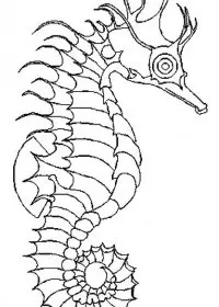 Fisă de colorat cu Animale caluti de mare de colorat p25