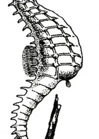 Fisă de colorat cu Animale caluti de mare de colorat p26