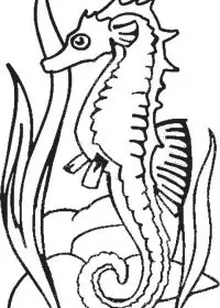 Fisă de colorat cu Animale caluti de mare de colorat p28