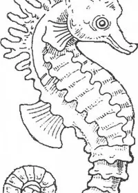 Fisă de colorat cu Animale caluti de mare de colorat p29