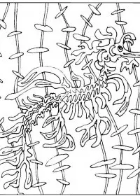 Fisă de colorat cu Animale caluti de mare de colorat p34