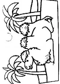 Fisă de colorat cu Animale camile de colorat p06