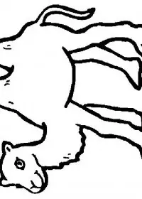 Fisă de colorat cu Animale camile de colorat p07