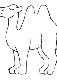 Fisă de colorat cu Animale camile de colorat p09