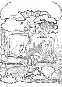 Fisă de colorat cu Animale caprioare de colorat p14