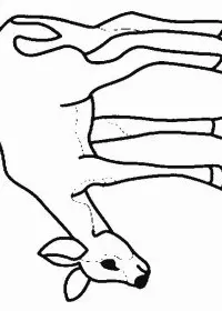 Fisă de colorat cu Animale caprioare de colorat p15