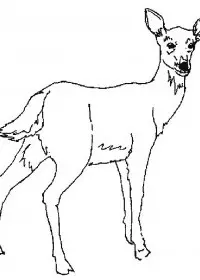Fisă de colorat cu Animale caprioare de colorat p17