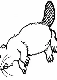 Fisă de colorat cu Animale castori de colorat p01