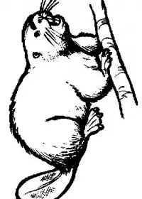 Fisă de colorat cu Animale castori de colorat p10