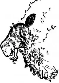 Fisă de colorat cu Animale castori de colorat p12