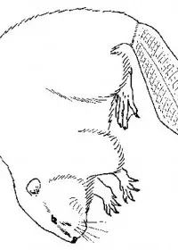 Fisă de colorat cu Animale castori de colorat p13