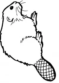 Fisă de colorat cu Animale castori de colorat p14