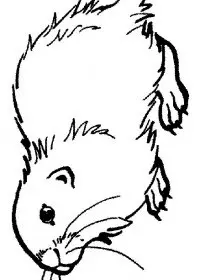 Fisă de colorat cu Animale cobai de colorat p01
