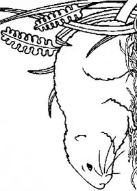 Fisă de colorat cu Animale cobai de colorat p04