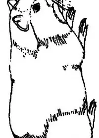 Fisă de colorat cu Animale cobai de colorat p05