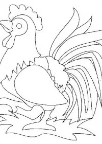 Fisă de colorat cu Animale cocosi de colorat p06