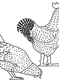 Fisă de colorat cu Animale cocosi de colorat p14