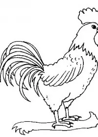 Fisă de colorat cu Animale cocosi de colorat p23