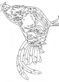 Fisă de colorat cu Animale cocosi de colorat p29