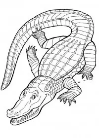 Fisă de colorat cu Animale crocodili de colorat p09