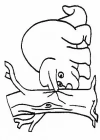 Fisă de colorat cu Animale dinozauri de colorat p22