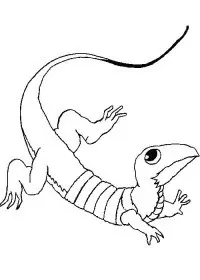 Fisă de colorat cu Animale haioase de colorat p09