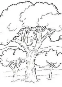 Fisă de colorat cu Copaci de colorat p07